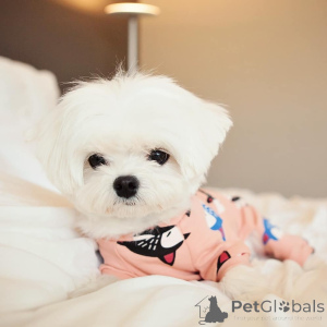 Foto №3. Süße, entzückende Malteserwelpen zu verkaufen. Kontaktieren Sie WhatsApp. Finnland