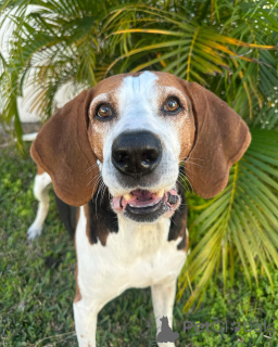 Foto №1. otterhund - zum Verkauf in der Stadt Dinant | 484€ | Ankündigung № 159191
