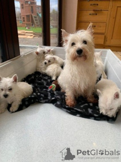 Foto №3. West Highland White Terrier Welpen zu einem günstigen Preis zu verkaufen.. Deutschland