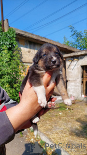 Foto №1. mischlingshund - zum Verkauf in der Stadt Mariupol | Frei | Ankündigung № 52487