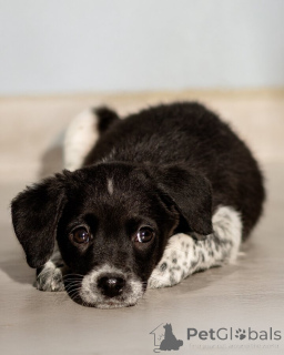 Foto №4. Ich werde verkaufen mischlingshund in der Stadt Moskwa. quotient 	ankündigung - preis - Frei