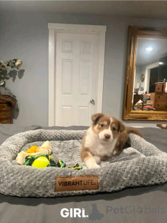 Foto №2 zu Ankündigung № 138997 zu verkaufen australian shepherd - einkaufen USA quotient 	ankündigung, züchter