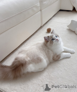 Foto №2 zu Ankündigung № 164544 zu verkaufen ragdoll-katze - einkaufen Finnland züchter