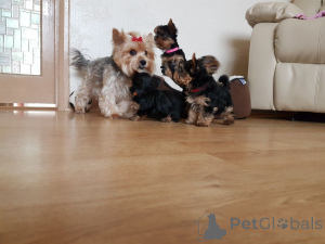 Foto №4. Ich werde verkaufen yorkshire terrier in der Stadt Feg. quotient 	ankündigung, züchter - preis - 850€