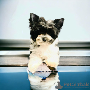 Foto №3. York Miniature weißer und schwarzer Biewer Stammbaum, Chipvertrag.. Polen