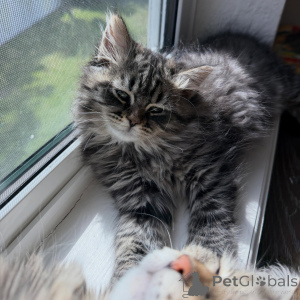 Foto №3. Außergewöhnliche sibirische Katzen sind liebevoll, gesund und in der Familie. Tschechische Republik
