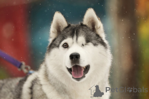 Foto №1. siberian husky - zum Verkauf in der Stadt Москва | Frei | Ankündigung № 141538