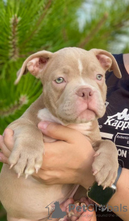 Zusätzliche Fotos: American Bully Kennel bietet Welpen zur Buchung an