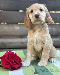 Foto №2 zu Ankündigung № 160392 zu verkaufen english cocker spaniel - einkaufen Finnland quotient 	ankündigung