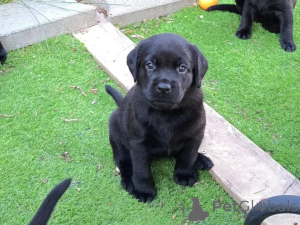 Foto №2 zu Ankündigung № 177762 zu verkaufen labrador retriever - einkaufen Niederlande quotient 	ankündigung