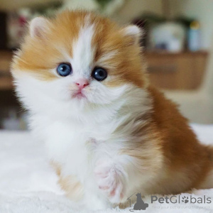 Foto №3. Lernen Sie Jasper kennen, den kleinen britischen Gentleman mit Augen voller. Schweiz