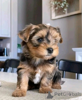 Foto №2 zu Ankündigung № 138884 zu verkaufen yorkshire terrier - einkaufen Deutschland quotient 	ankündigung, züchter