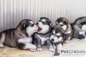 Foto №4. Ich werde verkaufen alaskan malamute in der Stadt Хаапсалу. quotient 	ankündigung - preis - verhandelt