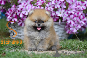 Foto №3. Fantastische, reinrassige Pomeranian-Welpen. Serbien