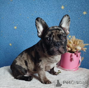Foto №1. französische bulldogge - zum Verkauf in der Stadt Minsk | 422€ | Ankündigung № 165653
