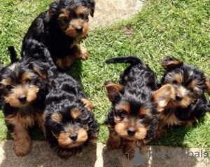 Foto №3. Teacup Yorkshire Terrier Welpe zur kostenlosen Adoption. Deutschland