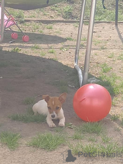 Foto №3. Jack-Russell-Welpen bereit zur Adoption. Belgien