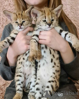 Foto №1. savannah-katze - zum Verkauf in der Stadt Begunje na Gorenjskem | 650€ | Ankündigung № 117503