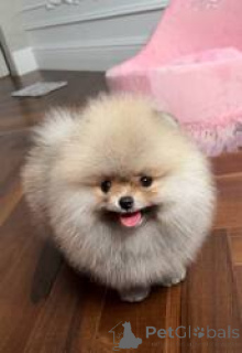 Foto №1. pommersche spitz - zum Verkauf in der Stadt Berlin | 400€ | Ankündigung № 164739