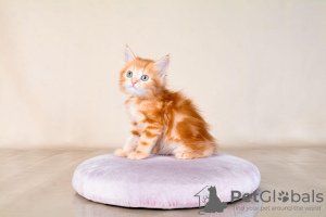 Foto №1. maine-coon-katze - zum Verkauf in der Stadt Denver | 293€ | Ankündigung № 122037