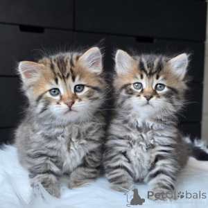 Foto №1. sibirische katze - zum Verkauf in der Stadt Bielefeld | verhandelt | Ankündigung № 177872