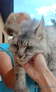 Foto №3. Katzenpolydakt 66/66. Russische Föderation