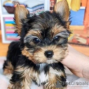 Foto №4. Ich werde verkaufen yorkshire terrier in der Stadt Гамбург. quotient 	ankündigung - preis - 265€