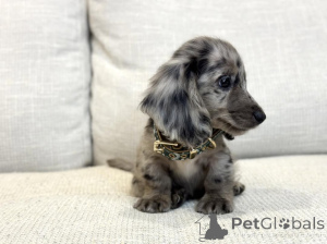 Foto №4. Ich werde verkaufen dackel in der Stadt Berlin. quotient 	ankündigung - preis - 630€