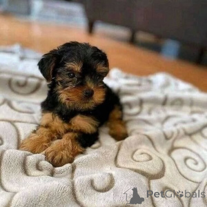 Foto №3. Lernen Sie unsere bezaubernden 10 Wochen alten Yorkshire-Terrier-Welpen kennen!. Deutschland