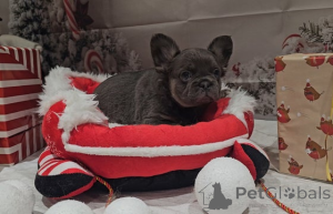 Foto №3. Flauschiger Frenchie. Australien