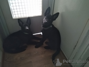 Foto №2 zu Ankündigung № 31053 zu verkaufen deutscher schäferhund - einkaufen Weißrussland züchter