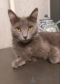 Foto №1. russisch blau - zum Verkauf in der Stadt Moskova | Frei | Ankündigung № 144999