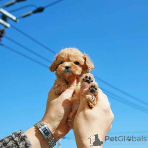 Foto №1. pudel (toy) - zum Verkauf in der Stadt Chicago | 425€ | Ankündigung № 138635