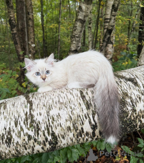 Foto №2 zu Ankündigung № 155479 zu verkaufen sibirische katze - einkaufen Schweiz züchter