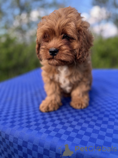 Foto №2 zu Ankündigung № 139109 zu verkaufen kavapu - einkaufen Ukraine quotient 	ankündigung, vom kindergarten, züchter