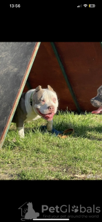 Foto №4. Ich werde verkaufen american bully in der Stadt Dolgoprudny. vom kindergarten - preis - verhandelt