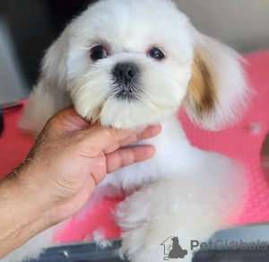 Foto №2 zu Ankündigung № 126835 zu verkaufen yorkshire terrier - einkaufen Frankreich züchter