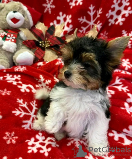 Foto №2 zu Ankündigung № 126839 zu verkaufen  - einkaufen Frankreich 