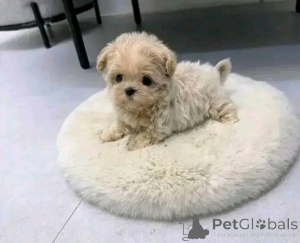 Foto №4. Ich werde verkaufen maltipu in der Stadt Chicago. züchter - preis - 425€