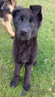 Foto №3. Welpen für Ausstellungen und Schutz. Weißrussland