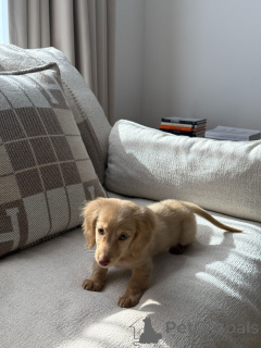 Foto №1. dackel - zum Verkauf in der Stadt München | verhandelt | Ankündigung № 165633