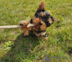 Foto №1. yorkshire terrier - zum Verkauf in der Stadt New York | 284€ | Ankündigung № 112310