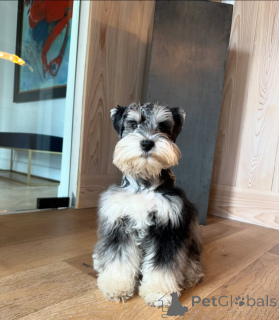 Foto №1. schnauzer - zum Verkauf in der Stadt München | verhandelt | Ankündigung № 168561