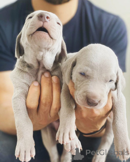 Foto №1. weimaraner - zum Verkauf in der Stadt Feldkirchen in Kärnten | verhandelt | Ankündigung № 173379