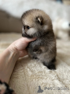 Foto №2 zu Ankündigung № 165635 zu verkaufen pommersche spitz - einkaufen Deutschland quotient 	ankündigung, züchter