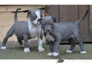 Foto №2 zu Ankündigung № 140112 zu verkaufen american bulldog, bullterrier - einkaufen Großbritannien züchter