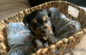 Foto №1. yorkshire terrier - zum Verkauf in der Stadt Baumholder | 350€ | Ankündigung № 178875