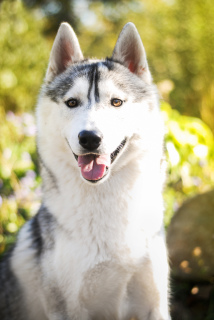 Zusätzliche Fotos: Gezüchteter Husky, Stammbaum KSU / FCI