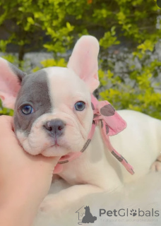 Foto №1. französische bulldogge - zum Verkauf in der Stadt Frankenthal | 300€ | Ankündigung № 173720