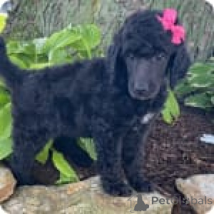 Foto №1. pudel (royal) - zum Verkauf in der Stadt Pennsylvania -Ofen | 744€ | Ankündigung № 147537